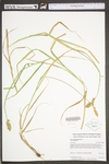 Carex tribuloides var. tribuloides by WV University Herbarium