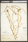 Carex squarrosa by WV University Herbarium