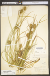 Carex squarrosa by WV University Herbarium