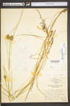 Carex squarrosa by WV University Herbarium