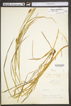 Carex squarrosa by WV University Herbarium