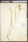 Carex squarrosa by WV University Herbarium