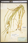 Carex squarrosa by WV University Herbarium