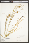 Carex squarrosa by WV University Herbarium
