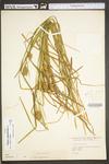 Carex squarrosa by WV University Herbarium