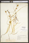 Carex squarrosa by WV University Herbarium