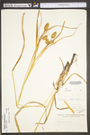 Carex squarrosa by WV University Herbarium