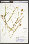 Carex squarrosa by WV University Herbarium