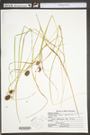 Carex squarrosa by WV University Herbarium