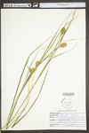 Carex squarrosa by WV University Herbarium