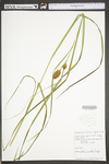 Carex squarrosa by WV University Herbarium