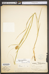 Carex squarrosa by WV University Herbarium