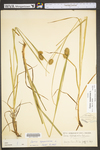 Carex squarrosa by WV University Herbarium