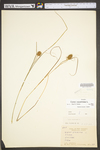 Carex squarrosa by WV University Herbarium