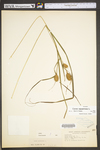 Carex squarrosa by WV University Herbarium