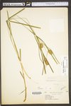 Carex squarrosa by WV University Herbarium