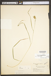 Carex squarrosa by WV University Herbarium