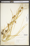 Carex squarrosa by WV University Herbarium