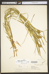 Carex squarrosa by WV University Herbarium