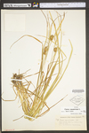 Carex squarrosa by WV University Herbarium