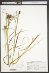 Carex squarrosa by WV University Herbarium