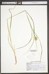 Carex squarrosa by WV University Herbarium