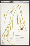 Carex squarrosa by WV University Herbarium