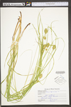 Carex squarrosa by WV University Herbarium