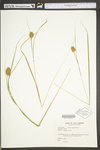 Carex squarrosa by WV University Herbarium