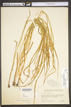 Carex squarrosa by WV University Herbarium