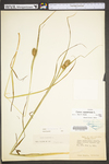 Carex squarrosa by WV University Herbarium