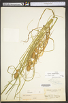 Carex squarrosa by WV University Herbarium