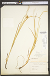 Carex squarrosa by WV University Herbarium