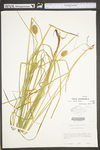 Carex squarrosa by WV University Herbarium