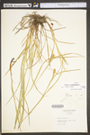 Carex squarrosa by WV University Herbarium