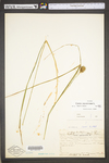 Carex squarrosa by WV University Herbarium