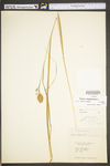 Carex squarrosa by WV University Herbarium