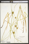 Carex squarrosa by WV University Herbarium