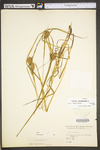 Carex squarrosa by WV University Herbarium