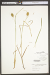 Carex squarrosa by WV University Herbarium