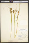 Carex squarrosa by WV University Herbarium