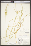 Carex squarrosa by WV University Herbarium