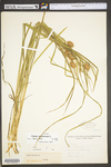 Carex squarrosa by WV University Herbarium