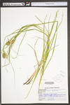 Carex squarrosa by WV University Herbarium