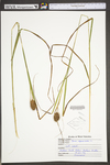 Carex squarrosa by WV University Herbarium