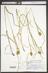 Carex squarrosa by WV University Herbarium