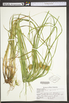 Carex squarrosa by WV University Herbarium