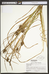 Carex squarrosa by WV University Herbarium