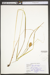 Carex squarrosa by WV University Herbarium