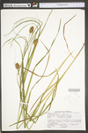 Carex squarrosa by WV University Herbarium